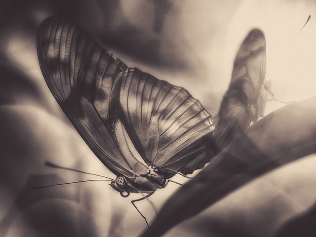 Cuadernos teñidos de Sepia