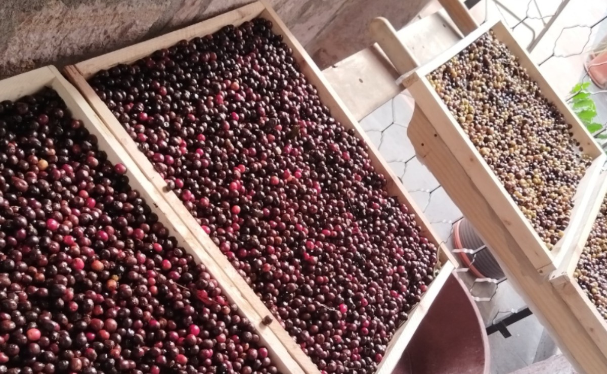 Casa tostadora de café michoacana gana premio en Lo Mejor del Café Awards 2025