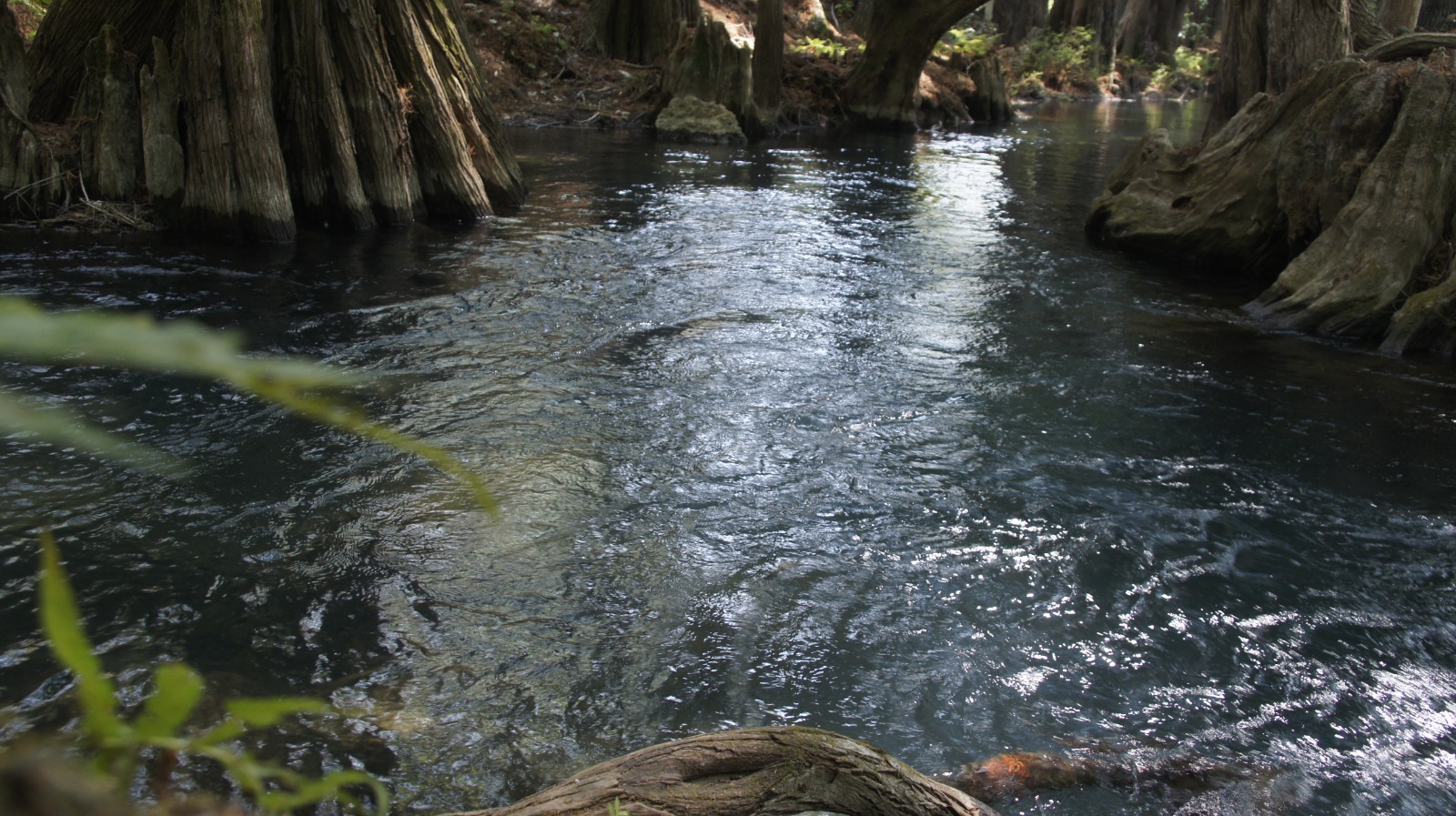 Invitan a participar en el Encuentro por la Soberanía de los Pueblos “Agua, Tierra y Vida”