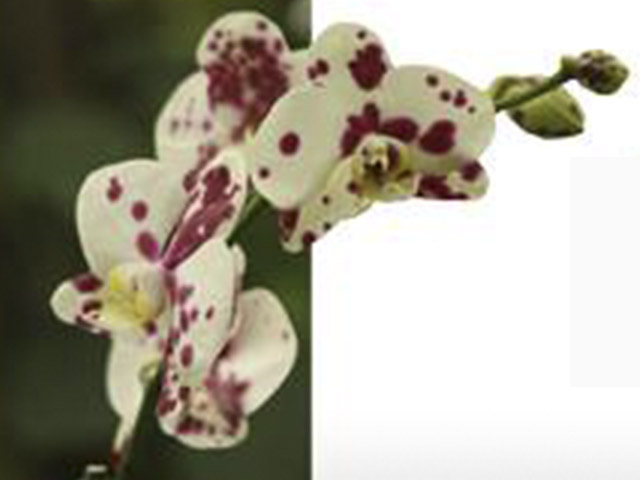 La elegancia, la belleza y la melancolía de las orquídeas, plasmadas en foto