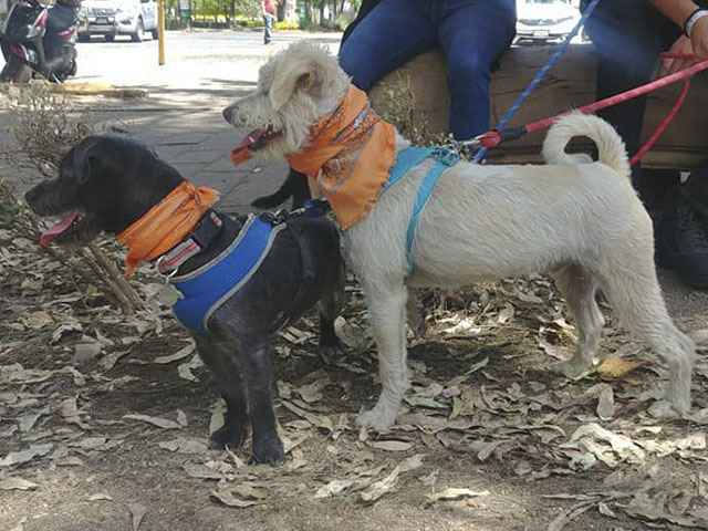 Adogpción continúa con la promoción del respecto a los animales de compañía y realiza mini feria de adopción