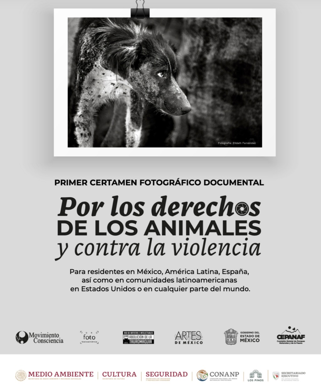 Lanzan certamen de fotografía en favor de los derechos de los animales y contra la violencia