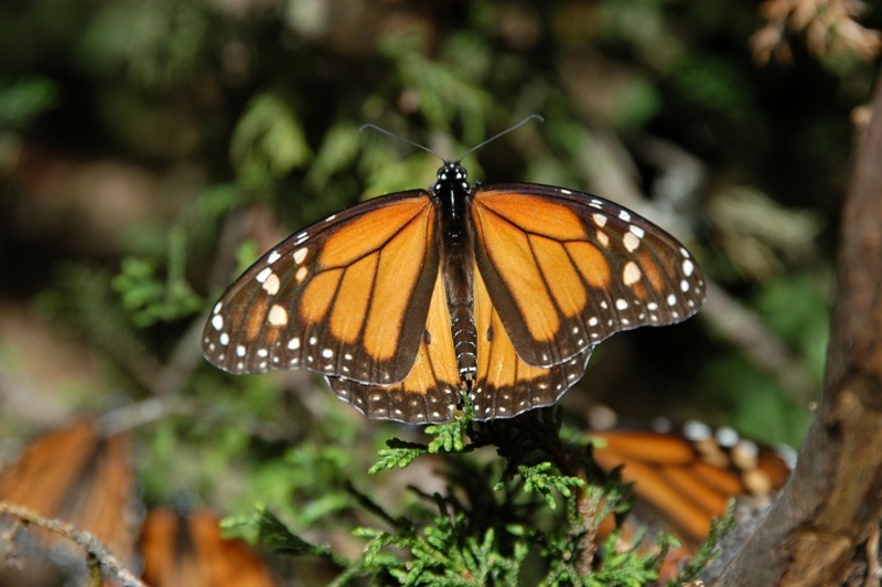 Se alarga temporada de Mariposa Monarca