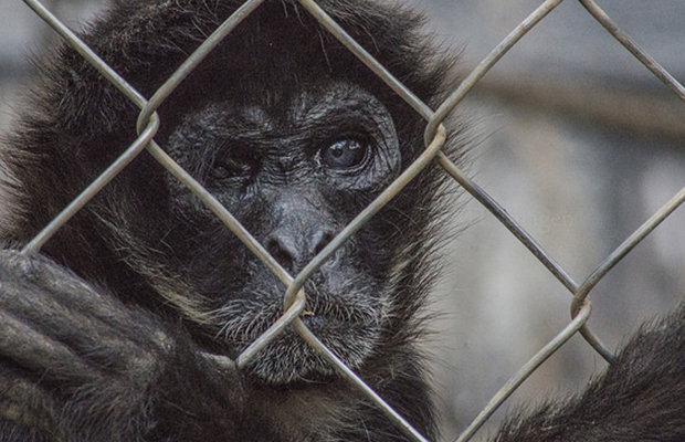 Almas cautivas: los animales no son objetos de entretenimiento